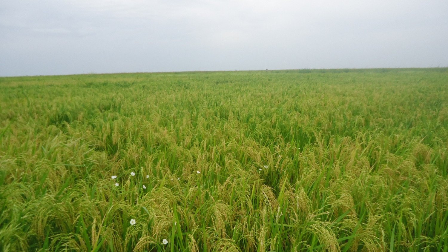 Our Projects | Chad Basin Development Authority